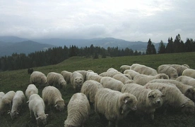 św. Augustyn - Pasterze i owce