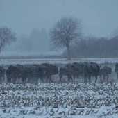 Ile żubrów mieszka w Puszczy Białowieskiej? Zakończono zimową inwentaryzację zwierząt