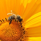 Pszczoły wykrywające koronawirusa? To możliwe!