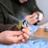 W ten weekend ornitolodzy w całej Polsce znakują ptaki. Każdy może wziąć udział