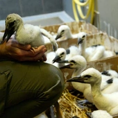 Warszawa: przez 25 lat Ptasi Azyl pomógł już około 75 tysiącom ptaków