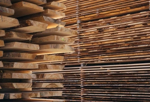 Lasy Państwowe ujawniły plan filanasowy. Na sprzedaży drewna chcą zarobić w tym roku blisko 40 mln 
