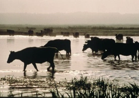 „Szczęśliwe krowy” chronią przyrodę Bagien Biebrzańskich