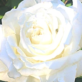 USA: róża na cześć św. Jana Pawła II w prezydenckim ogrodzie