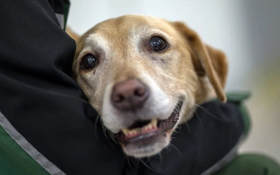 Pies na stres! Pies terapeutyczny wspiera medyków zajmujących się pacjentami z COVID-19