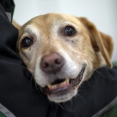 Pies na stres! Pies terapeutyczny wspiera medyków zajmujących się pacjentami z COVID-19