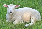 Pasterze, a nie postrzygacze owiec