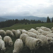 św. Augustyn - Pasterze i owce