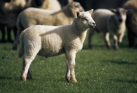 św. Augustyn - Pasterz, który zabija zdrowe owce 