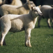 św. Augustyn - Pasterz, który zabija zdrowe owce 