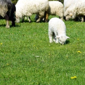 Łagodność i czułość Dobrego Pasterza