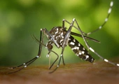 Przecedzanie komara