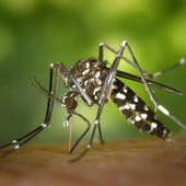 Przecedzanie komara