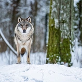 Strach przed wilkami w Polsce? Leśnicy uspokajają