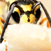 Osy są tak samo wartościowe dla środowiska jak pszczoły?