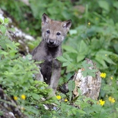 Turyści w Beskidach zabrali szczenię wilka. Przyrodnicy zwrócą je watasze