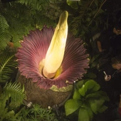 Niezwykły kwiat zakwitnie w Ogrodzie Botanicznym UW