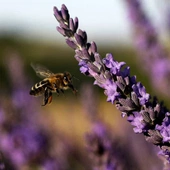 Pszczoły i zapylacze na całym świecie są coraz bardziej zagrożone