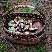 Lubicie zbierać grzyby? Meteorolodzy mają dobre wieści
