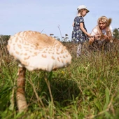 Zbiory grzybów w polskich lasach szacuje się na ok. 100 tys. ton rocznie