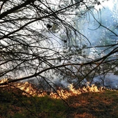 Strażacy podsumowali sezon pożarowy w lasach i na łąkach. Ponad 22 tys. interwencji
