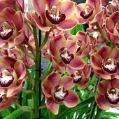 Nagrodzono polską badaczkę. Odkryła 370 nieznanych nauce gatunków orchidei
