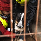 Pogotowie dla Zwierząt: policja w największym schronisku dla psów