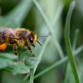W Kostaryce część pszczół w toku ewolucji stała się mięsożerna