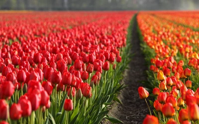 Holandia: nie będzie już kwiatów na Placu św. Piotra