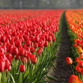 Holandia: nie będzie już kwiatów na Placu św. Piotra