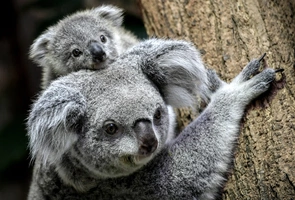 Koale zostały uznane przez australijskie władze za gatunek zagrożony wyginięciem