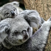 Koale zostały uznane przez australijskie władze za gatunek zagrożony wyginięciem