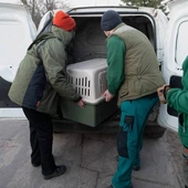 Inspekcja Weterynaryjna: przywóz zwierząt z Ukrainy tylko pod kontrolą weterynaryjną