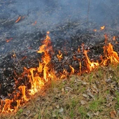 PSP: pierwsze ofiary śmiertelne i ponad milionowe straty w pożarach traw
