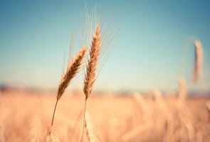 Bez ukraińskiej pszenicy Afryce grozi głód