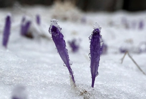 Śnieg opóźnia sezon kwitnienia krokusów w Tatrach