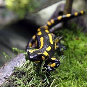 Na Podkarpaciu salamandry plamiste rozpoczęły okres rozrodu