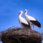 Bocian biały to jeden z najczęściej spotykanych ptaków w Polsce. PGE w trosce o bociany
