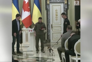 Medal dla psa z Ukrainy. „Patron ostatnio zdołał rozbroić 262 ładunki wybuchowe”