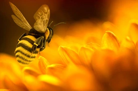 Co na temat pszczół i miodu mówi Mądrość Syracha?