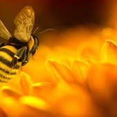 Co na temat pszczół i miodu mówi Mądrość Syracha?
