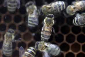 Coraz więcej pszczół w Polsce - ich wartość, jako zapylaczy dla ekosystemu, to ok. 5 mld zł