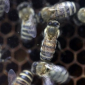 Coraz więcej pszczół w Polsce - ich wartość, jako zapylaczy dla ekosystemu, to ok. 5 mld zł