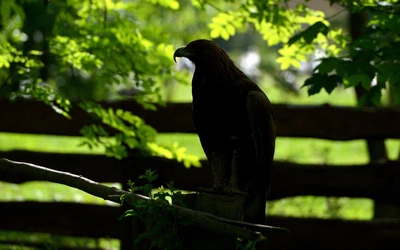 Młode orły przednie wkrótce opuszczą swoje gniazda w Karpatach