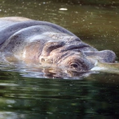 Zwierzęta w warszawskim zoo mają swoje sposoby na upały