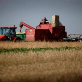 KOWR: tegoroczne plony zbóż mogą być wyższe niż w 2021 r.