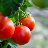 Staniątki: mniszki uprawiają i sprzedają pomidory
