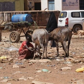 ONZ: Somalii zagraża klęska głodu