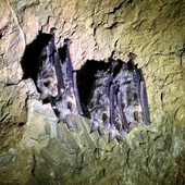 RDOŚ apeluje o niewchodzenie zimą do jaskiń, by nie wybudzić nietoperzy