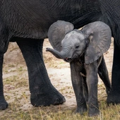 „Zasłonięty słoń”. Dzieci rozwiedzionych rodziców nie potrafią mówić o swojej krzywdzie